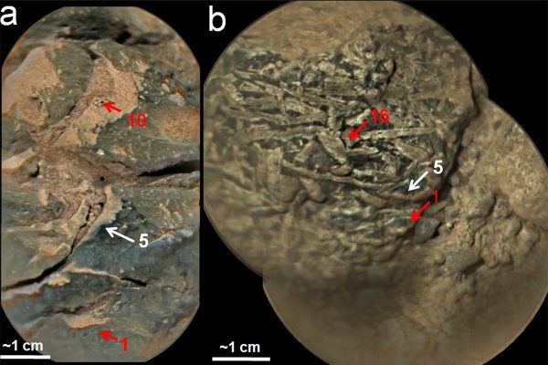 Two examples of manganese-rich rock samples studied by Curiosity, indicating that Mars once had a lot more oxygen in its atmosphere. Image Credit: NASA/JPL-Caltech