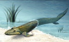 Life on Earth emerged in the sea and started colonising the land approximately 400 million years ago. The first amphibians came out of the seas, to expand to what previously were pristine environments. Image Crefit: The Daily Mail Online