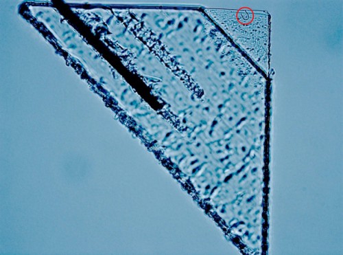 The largest of three interstellar dust track found in the Stardust aerogel collectors was this 35 micron-long hole produced by a 3 picogram speck of dust named 'Sorok', that was probably traveling so fast that it vaporized upon impact. The other two likely interstellar dust grains, named Orion and Hylabrook respectively, were traveling more slowly and remained intact after a soft landing in the aerogel. Image Credit: UC Berkeley/Andrew Westphal.