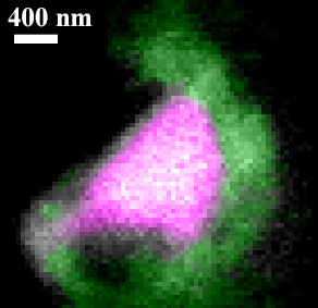 X-ray image of the interstellar dust particle candidate named Hylabrook, showing olivine crystals (red) surrounded by noncrystalline magnesium silicate. Image Credit: Anna Butterworth/UC Berkeley from STXM data, Berkeley Lab.