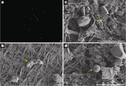 Morphological diversity of microbial cells in the water sampled from Lake Whillans. a) An epifluorescensce micrograph showing a variety of cell morphotypes, which was confirmed by scanning electron microscopy (images b to d). The yellow arrows indicate cells with rod (b), curved rod (c) and cocoid morphologies (d). The scale bar on the bottom right is 2 micrometres. Image Credit: Christner, B. C. et al. Nature 512, 310–313 (2014). 