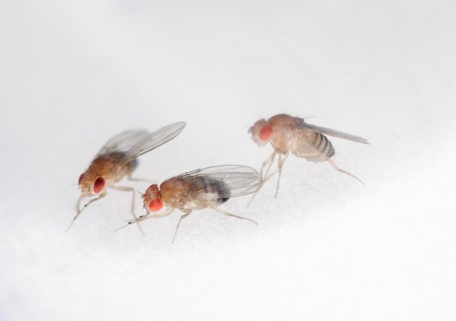 The fruit fly—Drosophila melanogaster—is helping researchers understand how spaceflight affects the immune system’s response to infection. Image Credit: NASA / Dominic Hart