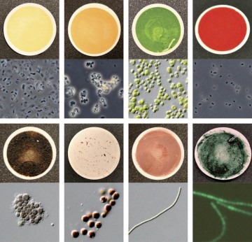 Samples of various microscopic life forms on Earth, displaying distinct coloring and spectral signatures. Image Credit: NASA