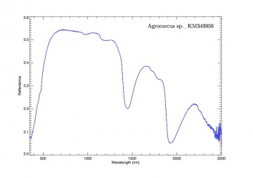 Spectral signature of Agrococcus sp._KM349956. Image Credit: Cornall University
