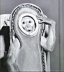 Sam, pictured in his tiny protective suit, just prior to his 4 December 1959 launch aboard LJ-2. Photo Credit: NASA