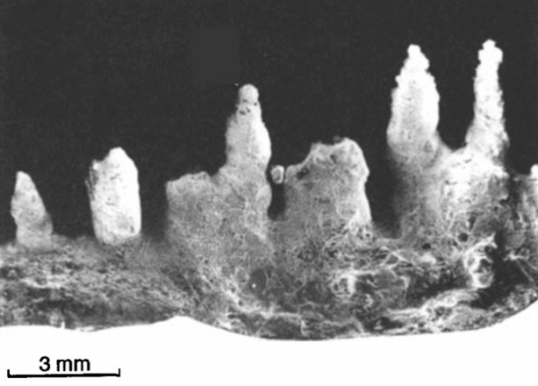 Vertical zonation of biota in microstromatolites associated with hot springs, North Island, New Zealand. Image Credit: Jones et al., Palaios, 1997